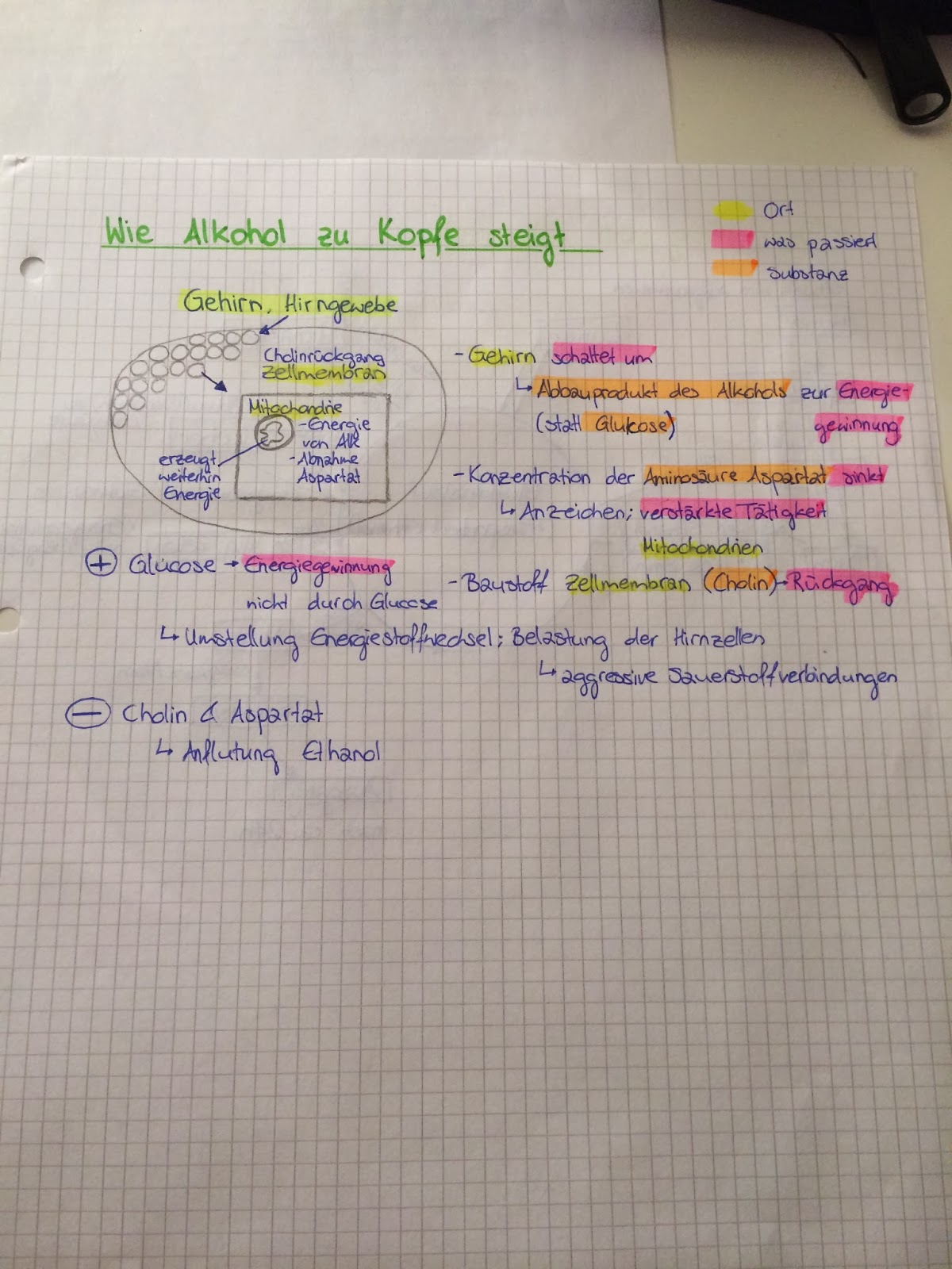 Biologie-Blog: Die Reise eines Moleküls durch den Organismus (12)